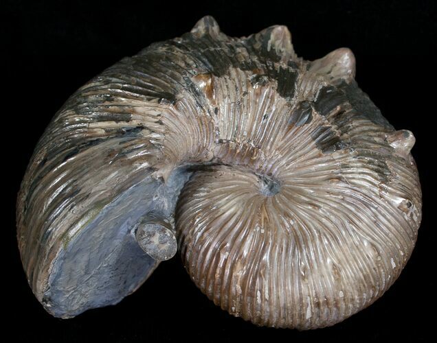 / Hoploscaphites Nodosus Ammonite #6126